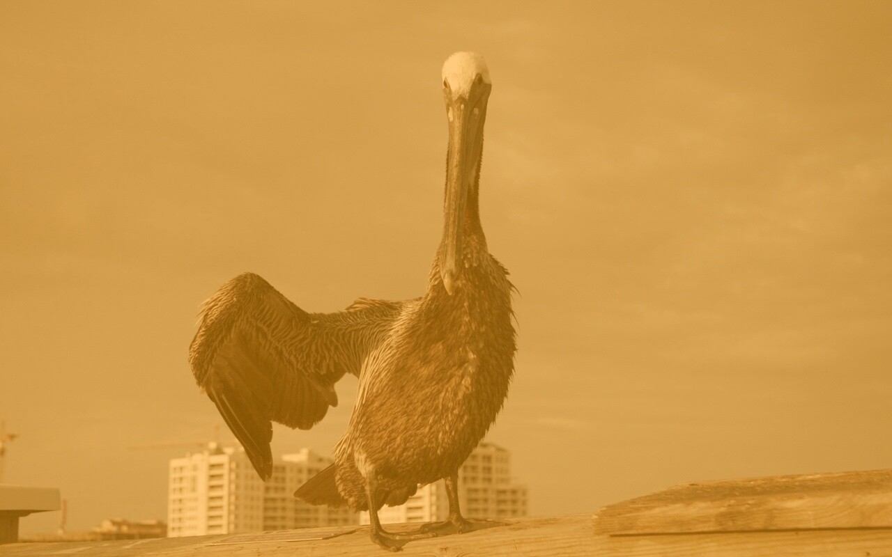 Привет, пеликан! обои