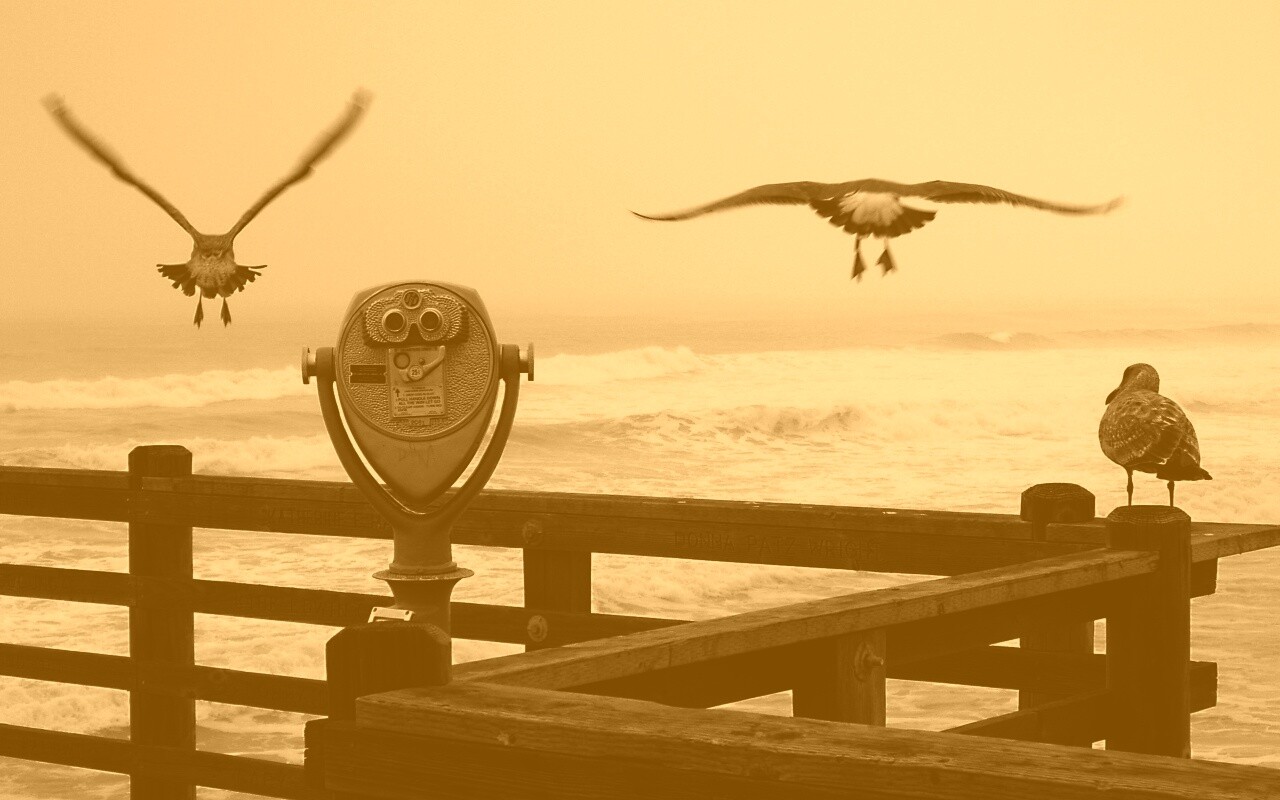 Чайки на перилах пирса обои