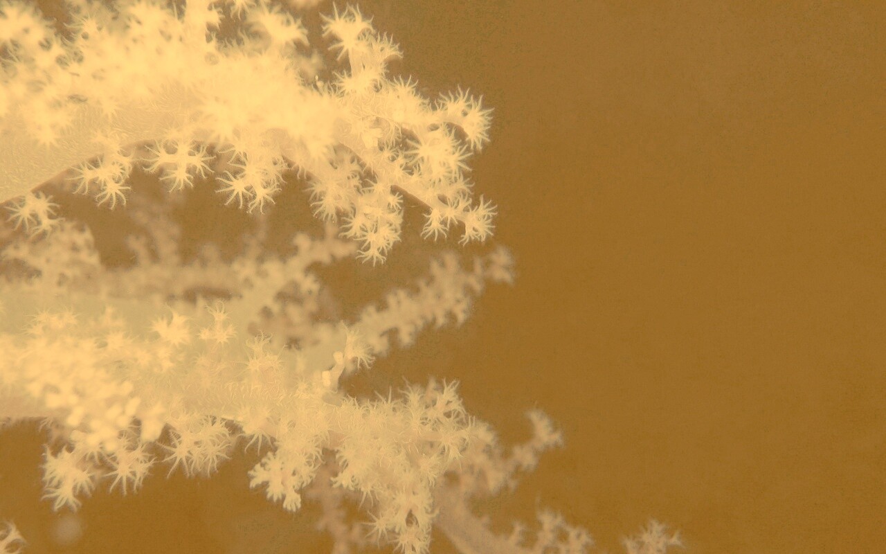 Кораллы обои