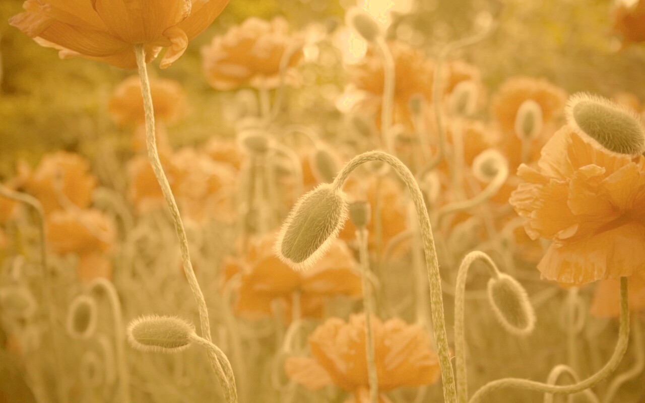 Бутон среди цветов обои