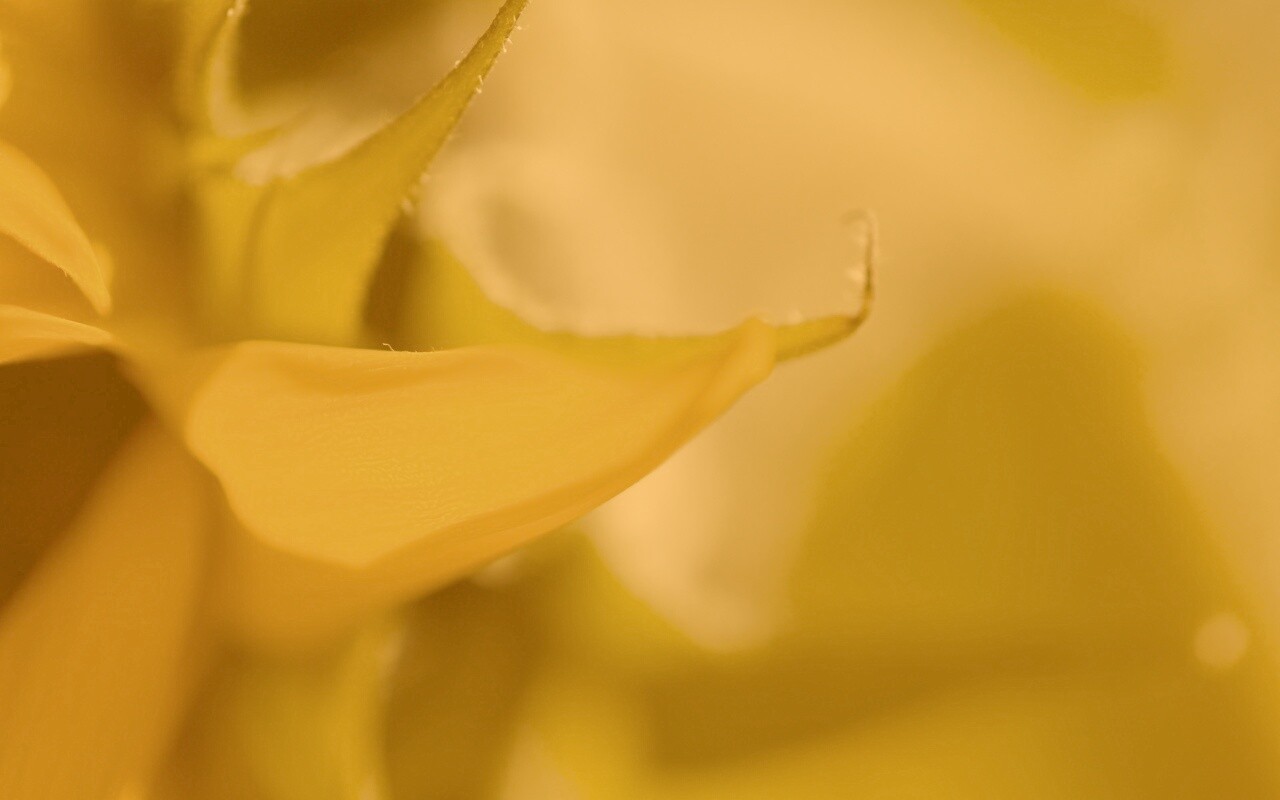 Солнечный цветок обои