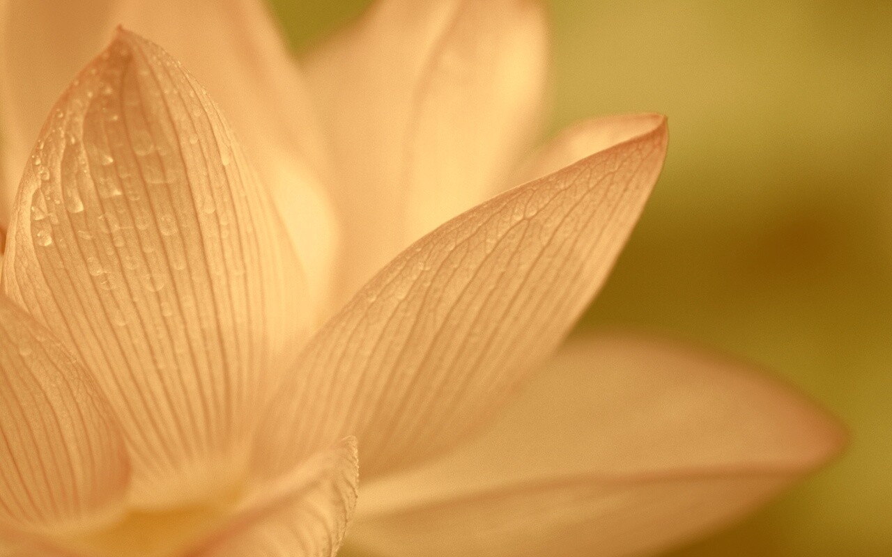 Лепестки цветов обои