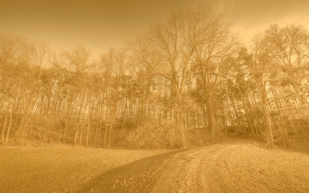 Дорога в лес обои