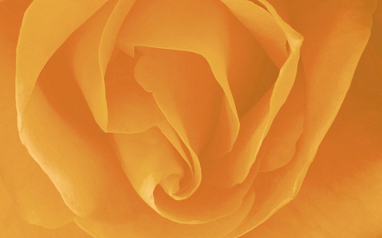 Макро фотка бутона обои