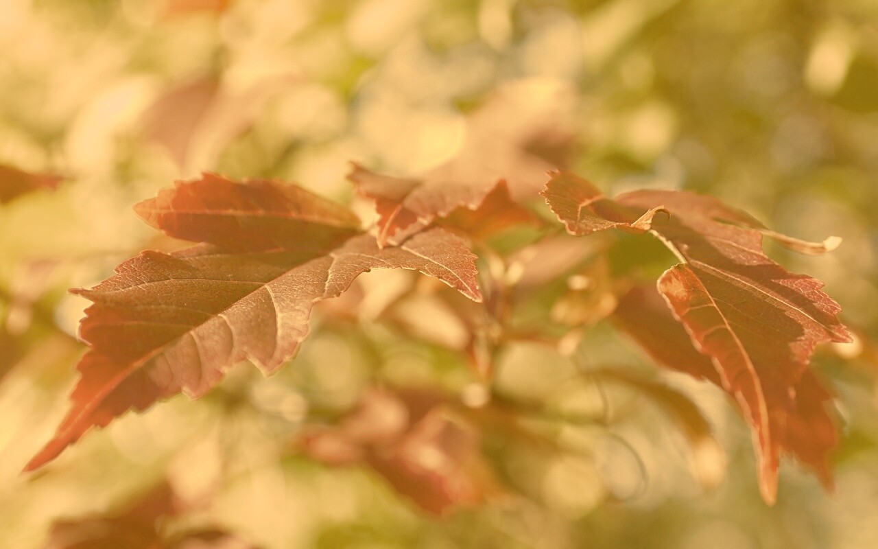 Красивые осенние листья в баговых цветах обои