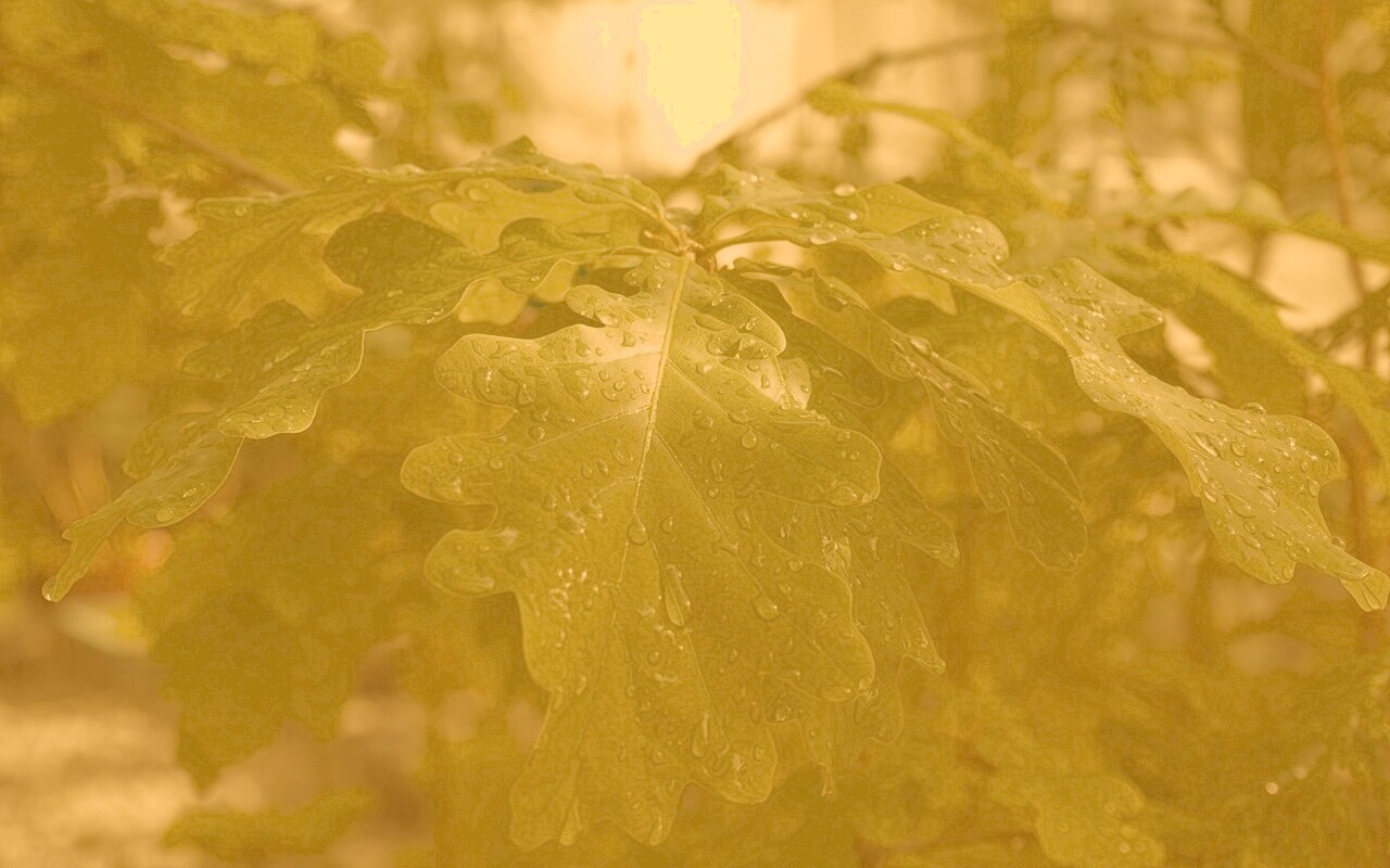 Сочные листья дуба обои