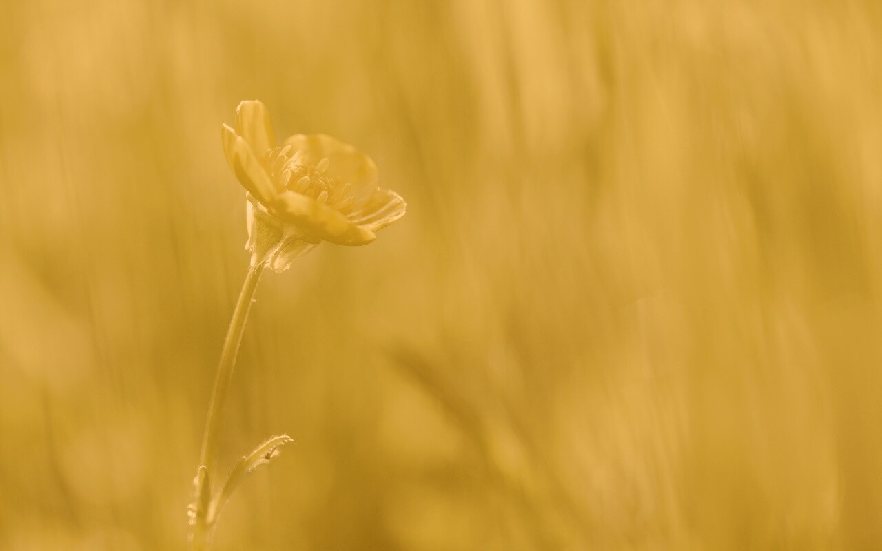 Маленький жёлтый цветочек обои