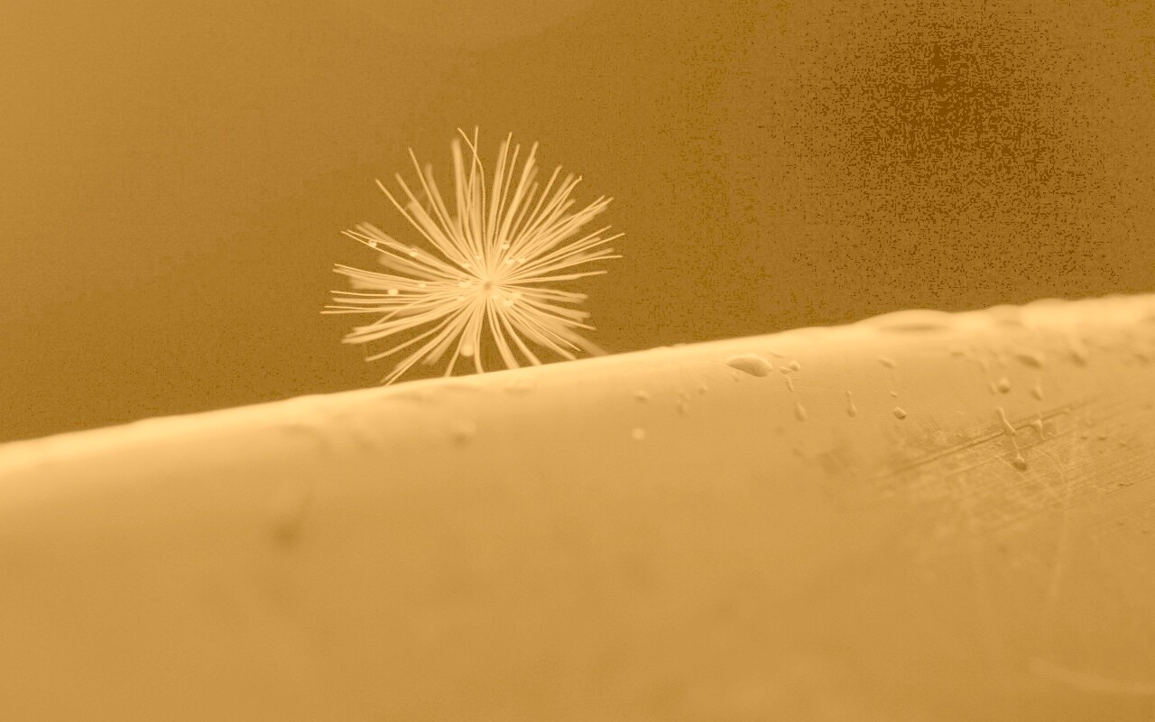 Прилипшая пушинка обои