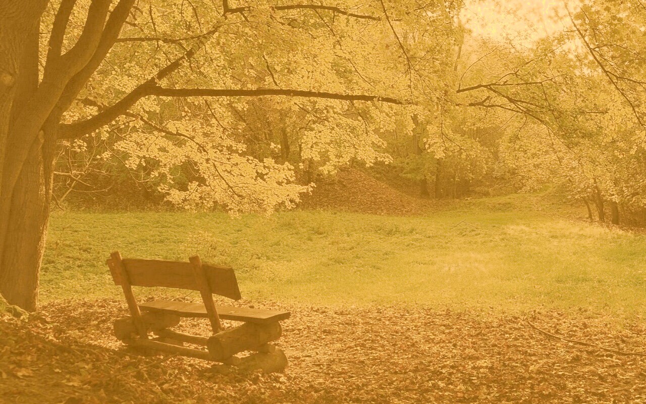 Скамейка под деревом обои