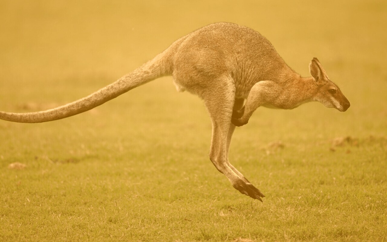Кенгуру обои
