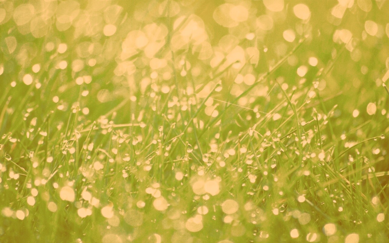 Трава в росе обои