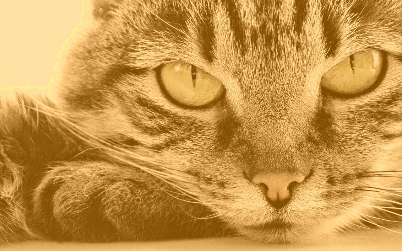 Пристальный кошачий взгляд обои