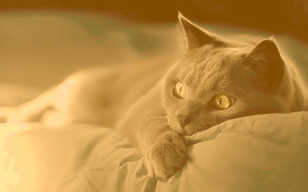 Персидский кот на кровати обои