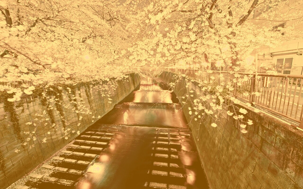 Река и цветение сакуры обои