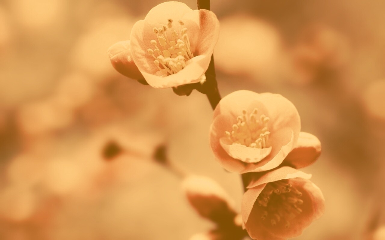 Великолепный цветок обои