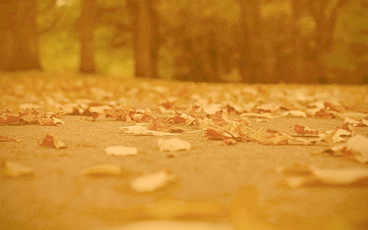 Дорога в листьях  обои