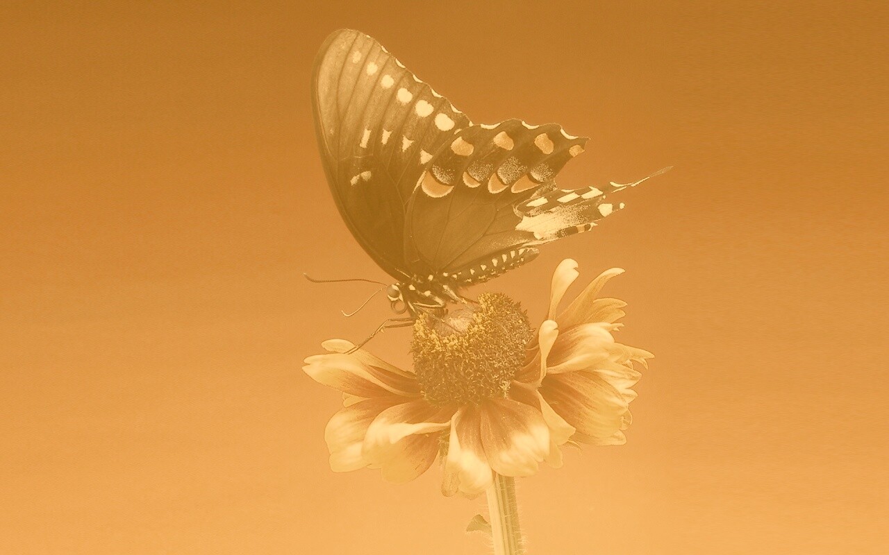 Бабочка на цветке обои