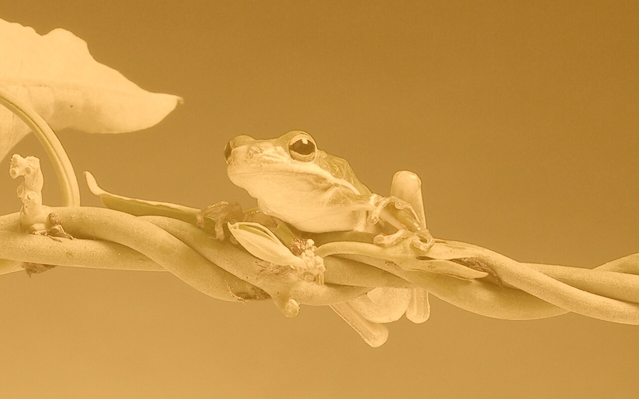 Лупоглазая лягушка на лиане обои