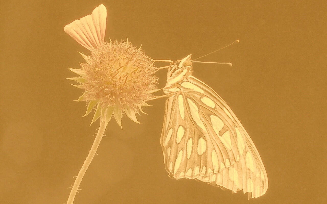 Бабочка на цветке обои