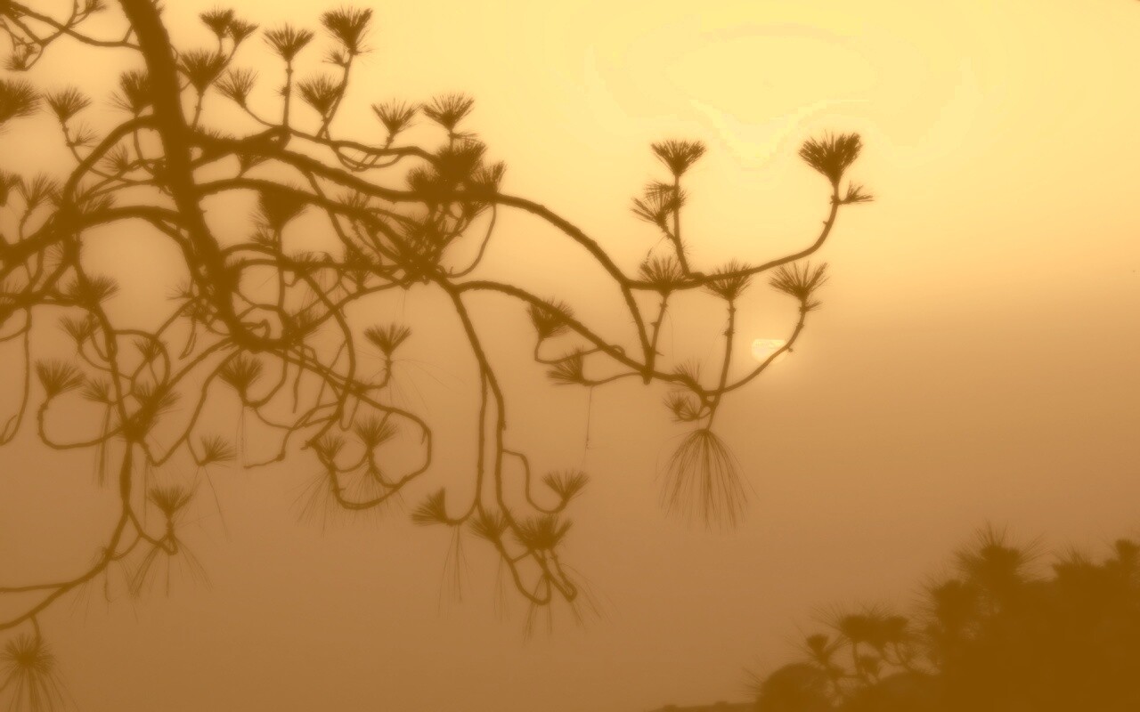 Ленкоранская акация на фоне синего заката обои