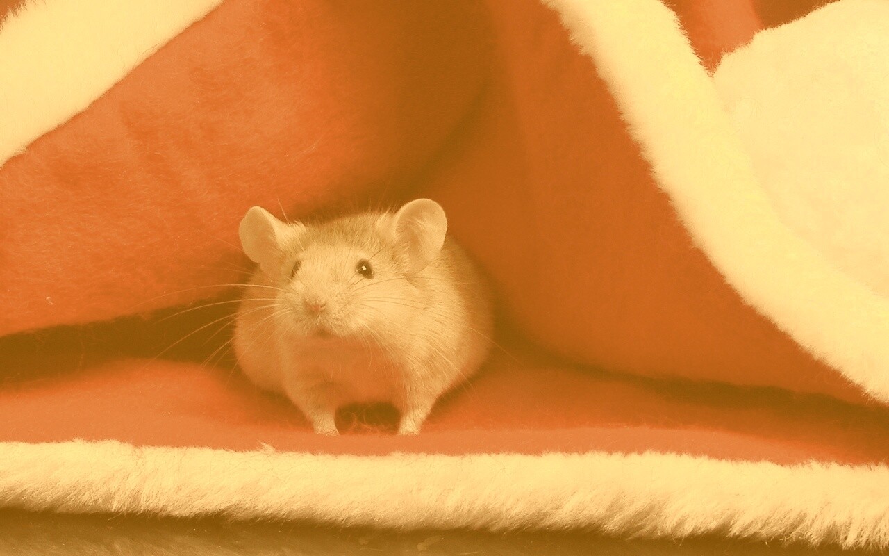 Толстый новогодний мышонок обои