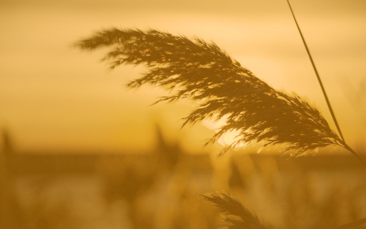 Камыш на закате обои