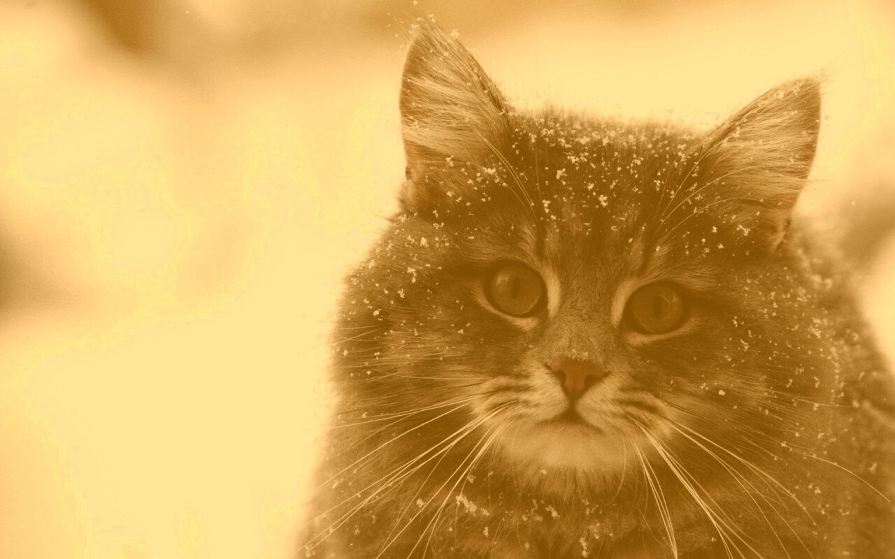 Кот в снегу обои