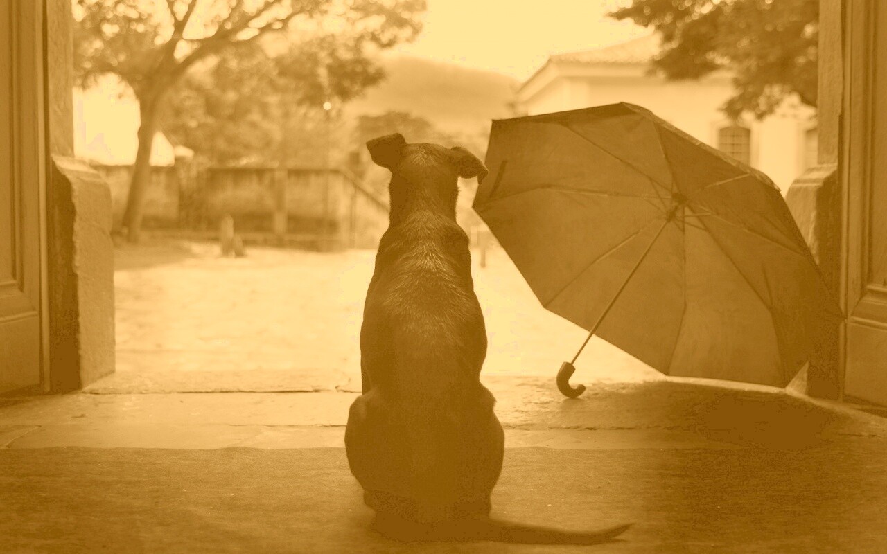 Собака и зонтик обои