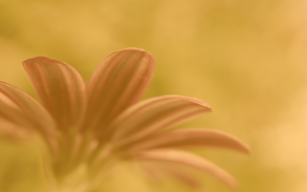 Макро фото цветка обои