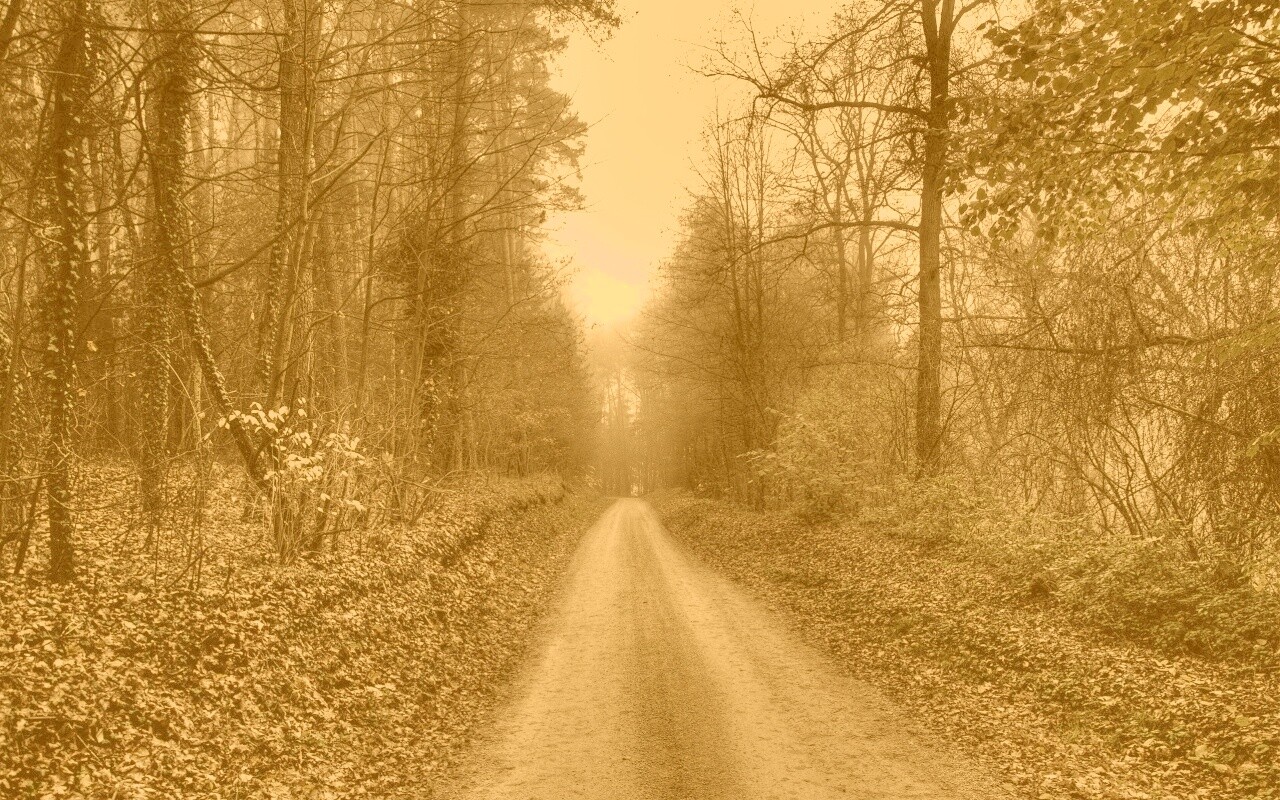 Дорога через лес обои