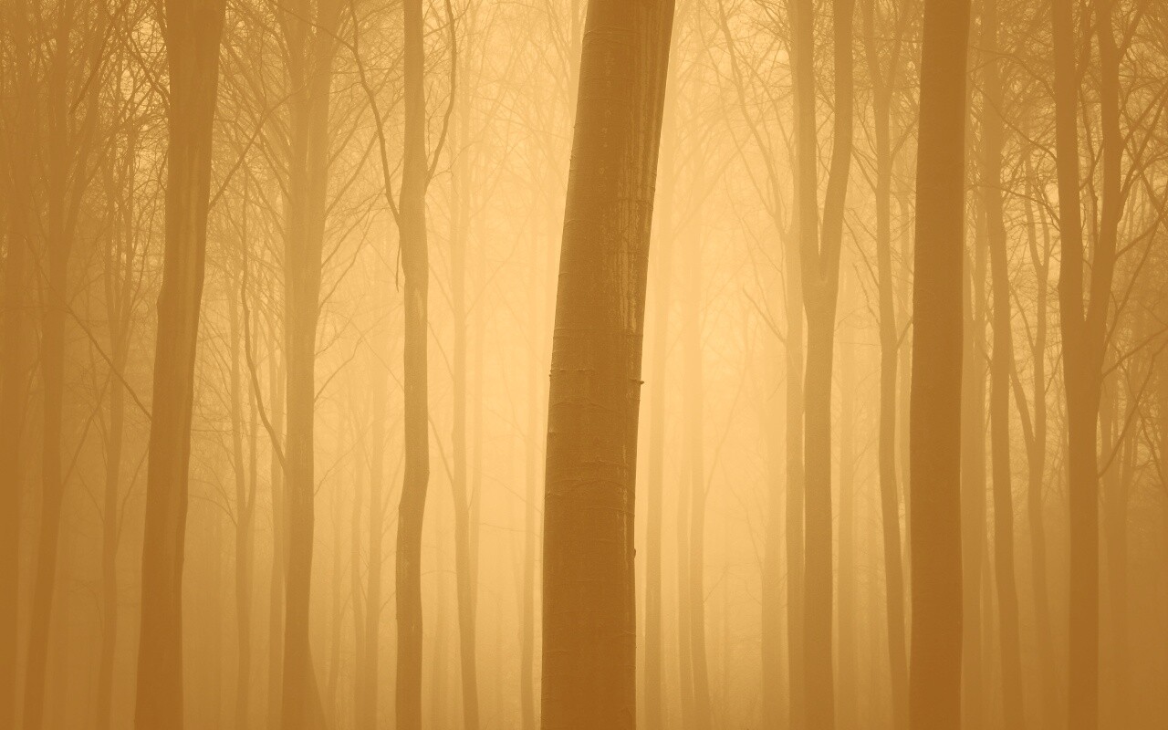 Туман в лесу обои