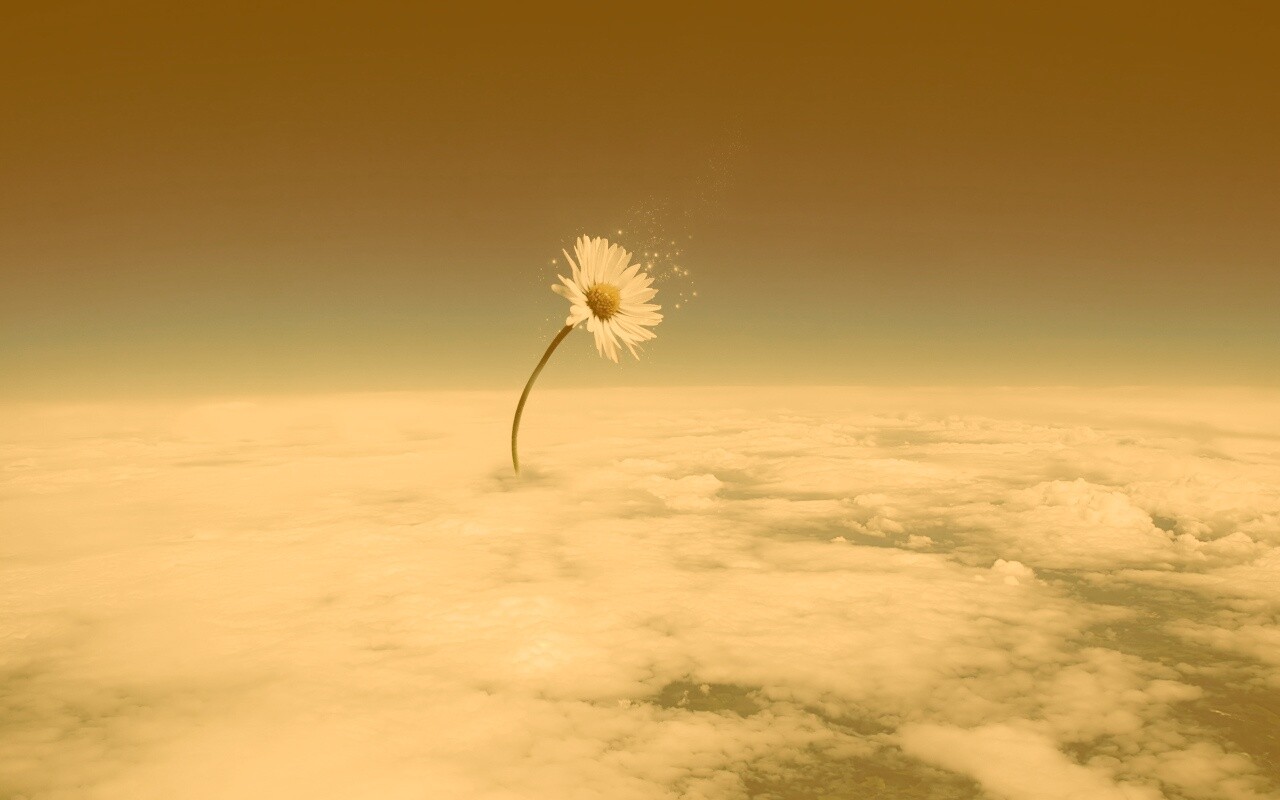 Ромашка в стратосфере обои