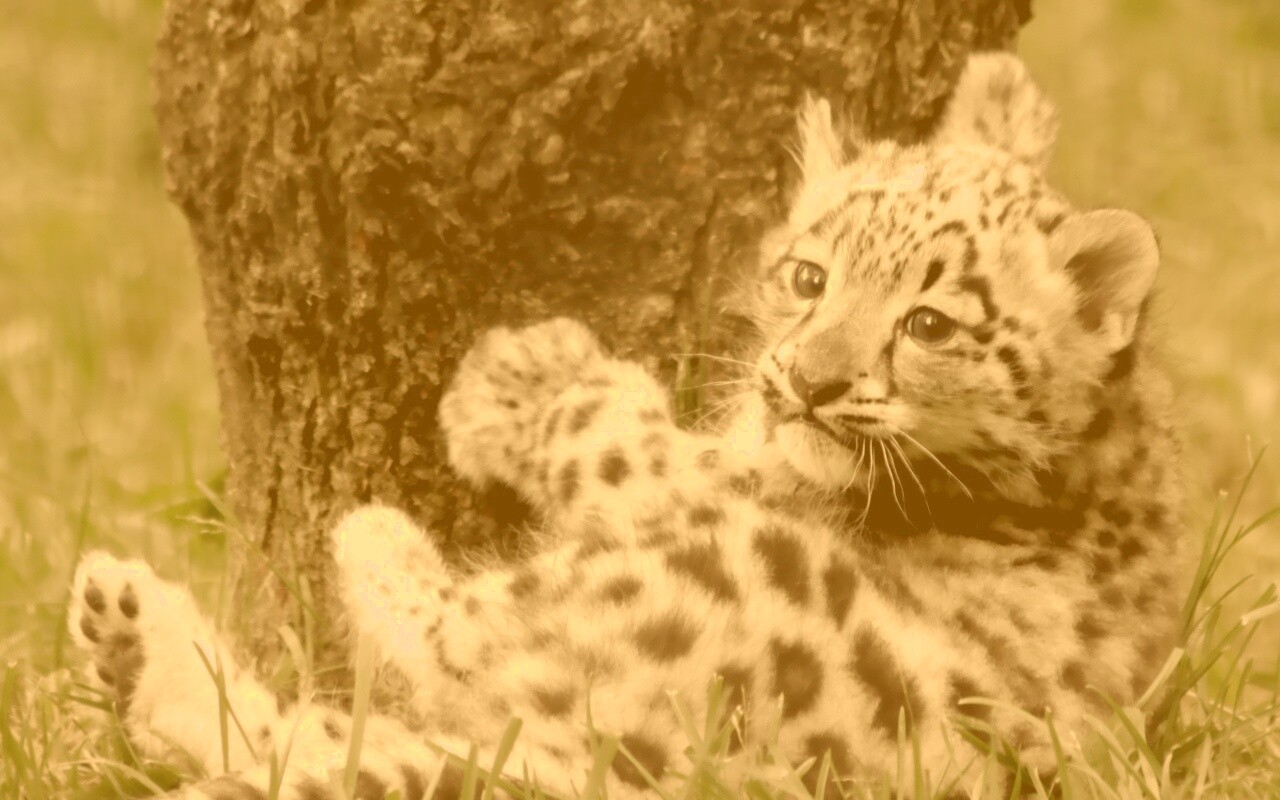 Котенок большой дикой кошки обои