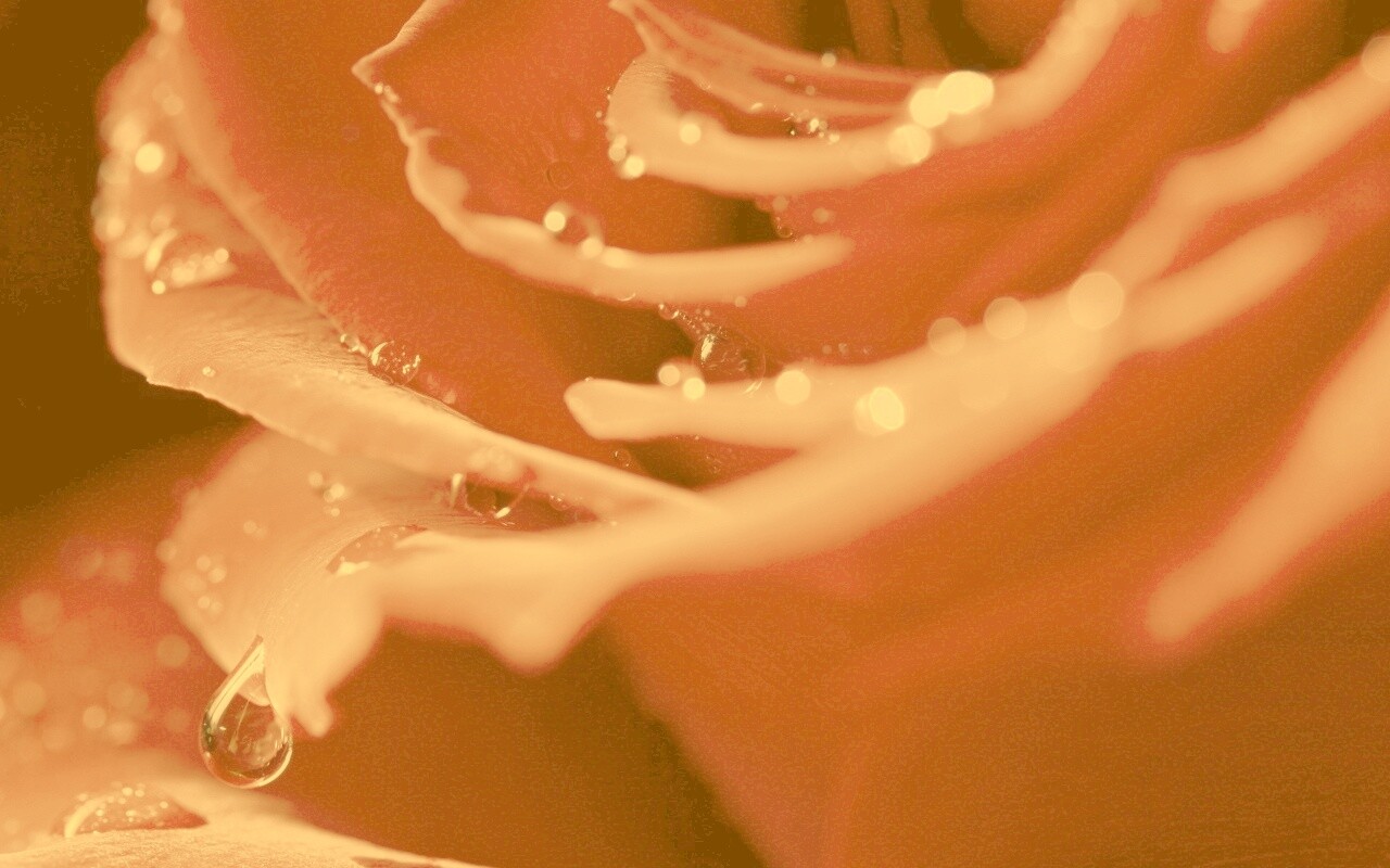 Капли на лепестках розы обои