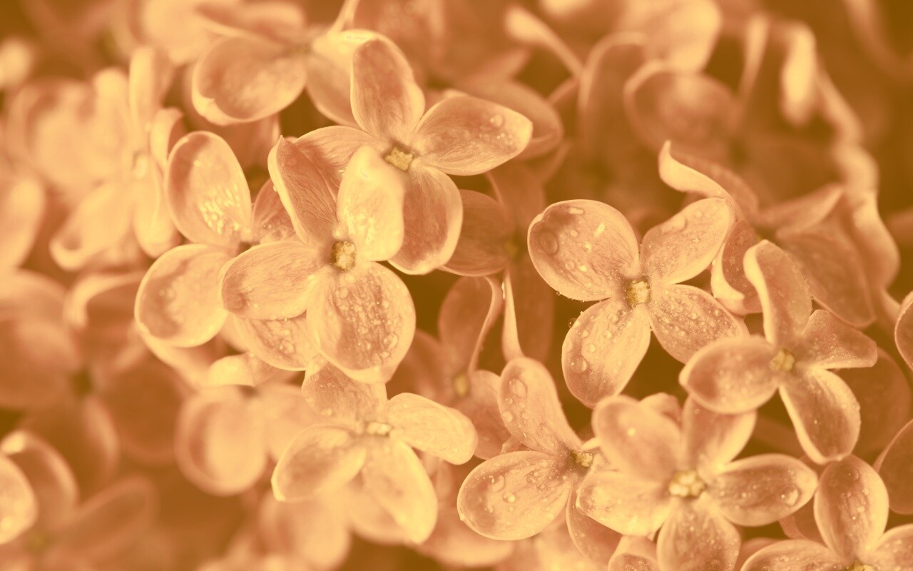 Цветы сирени обои