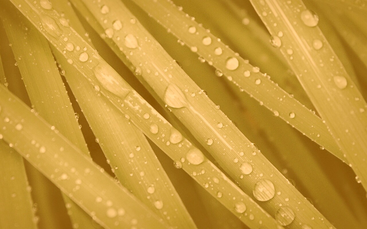 Капли на траве обои
