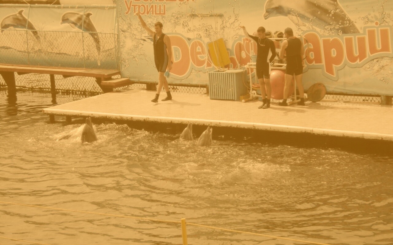 Утро в дельфинарии обои