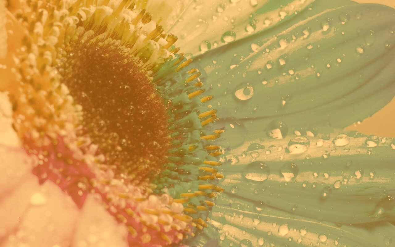 Цветик семицветик обои