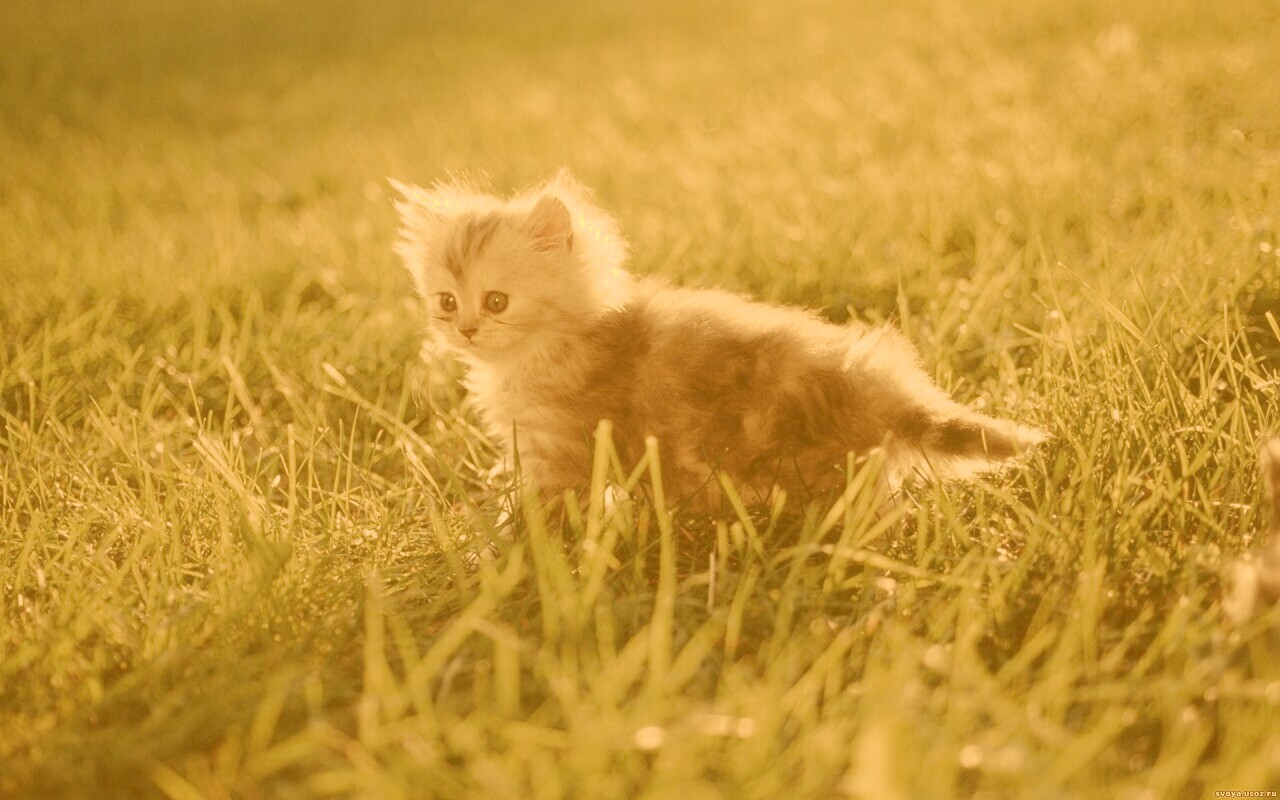 Котёнок в траве обои