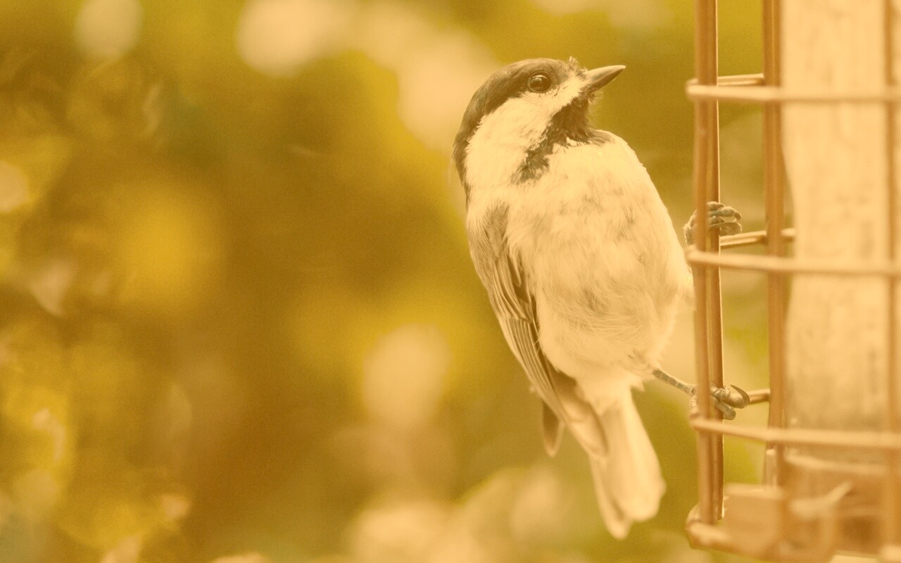 Птичка обои