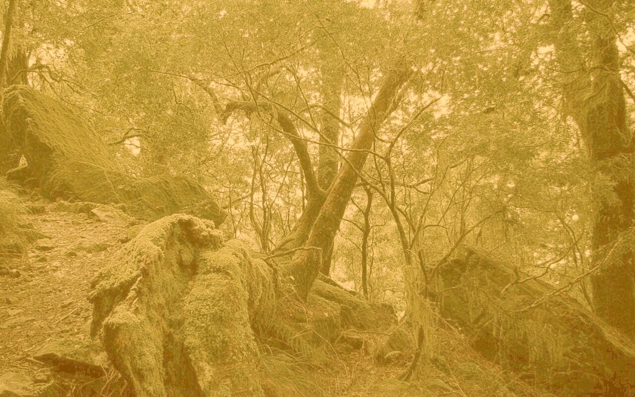 Чаща мшистого леса обои