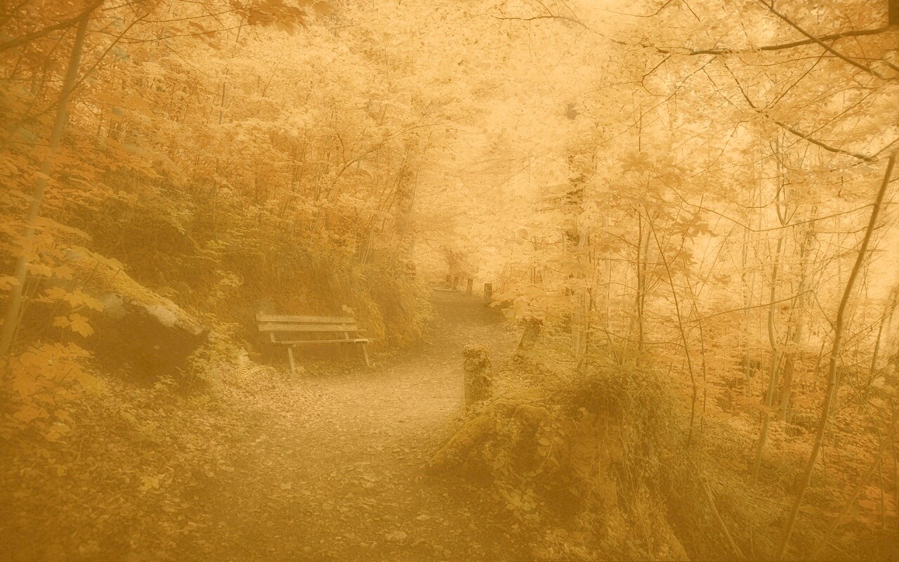 Скамейке в чаще парка обои