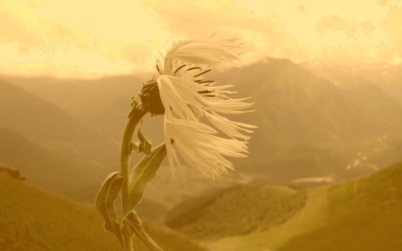 Горный цветок обои