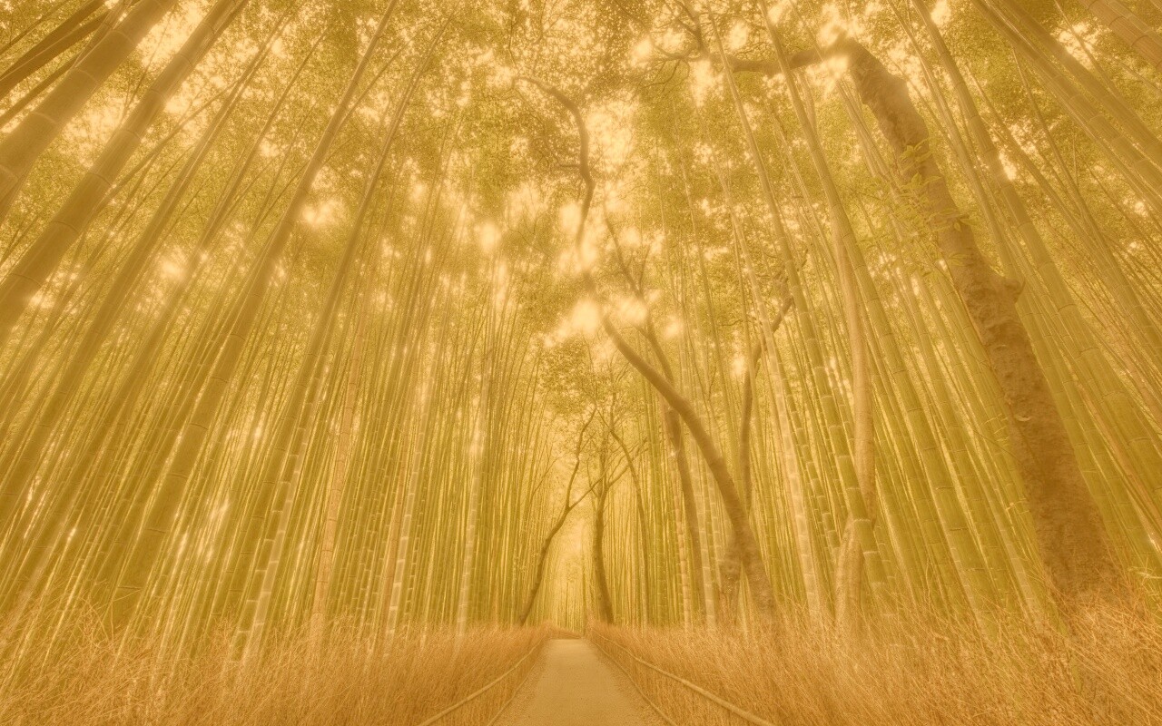 Дорога в тростниковых зарослях обои