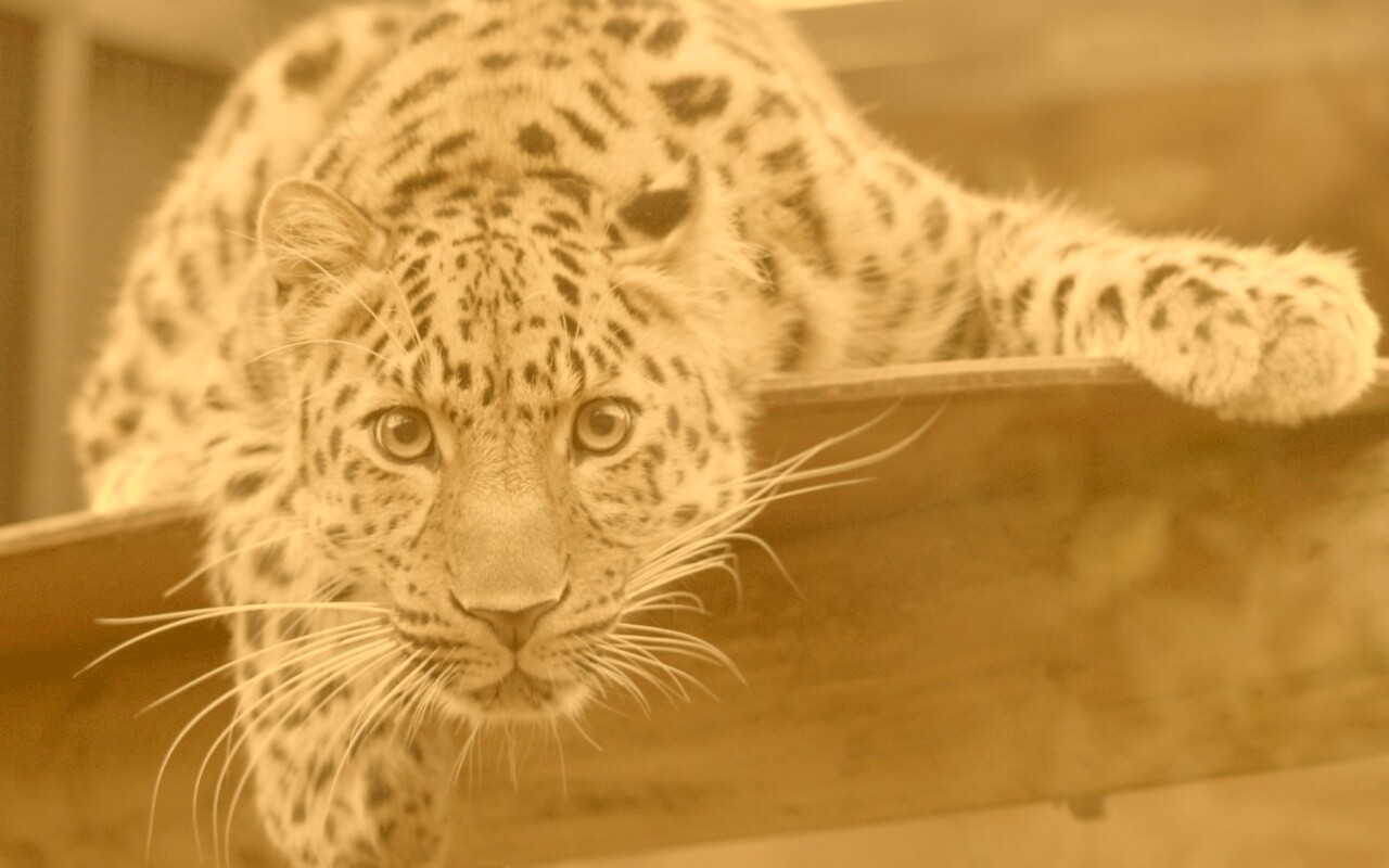 Леопард в зоопарке обои