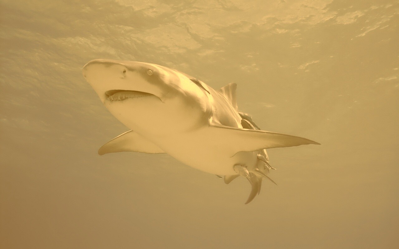 Красивая глубоководная акула обои