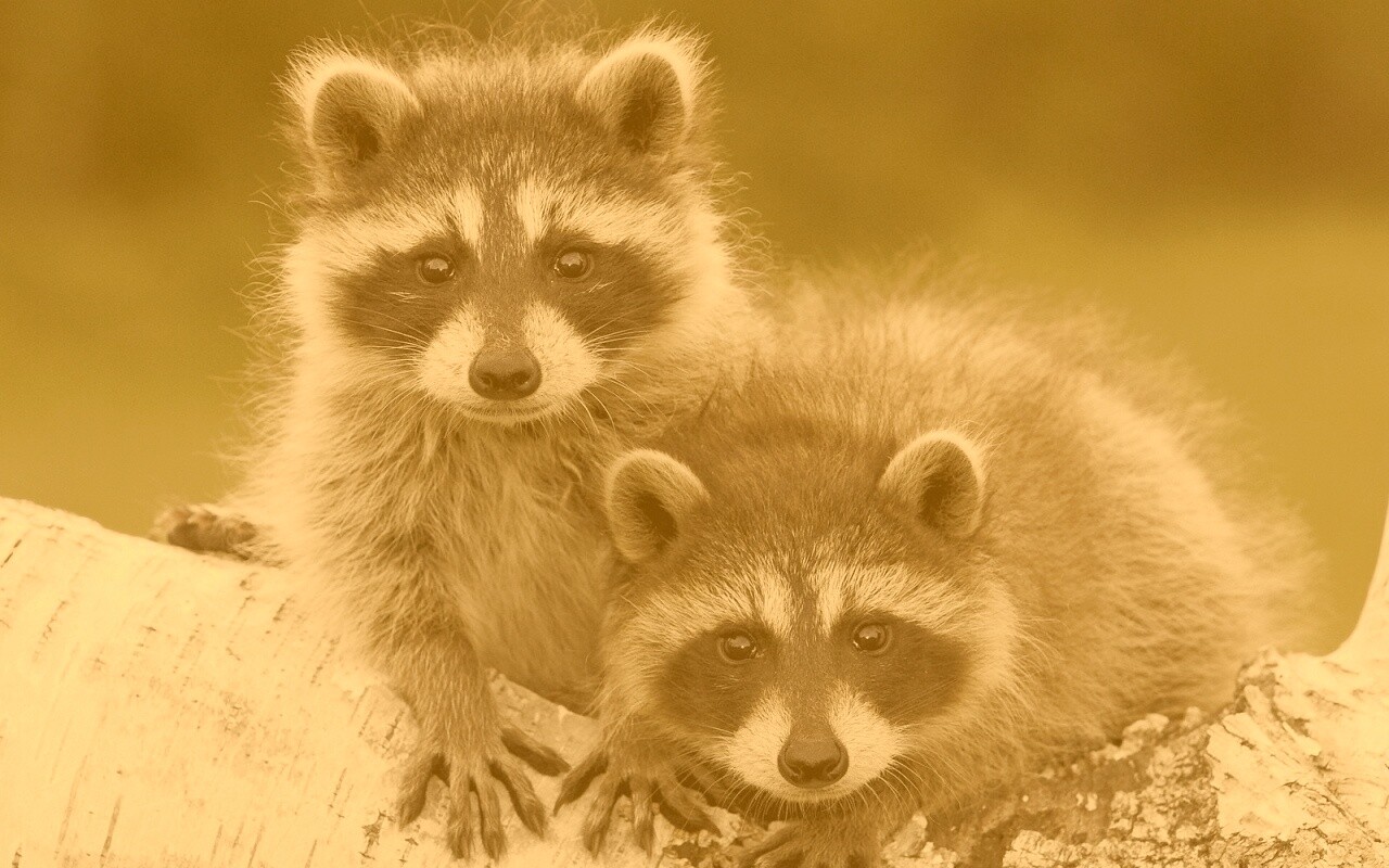 Полосатики обои