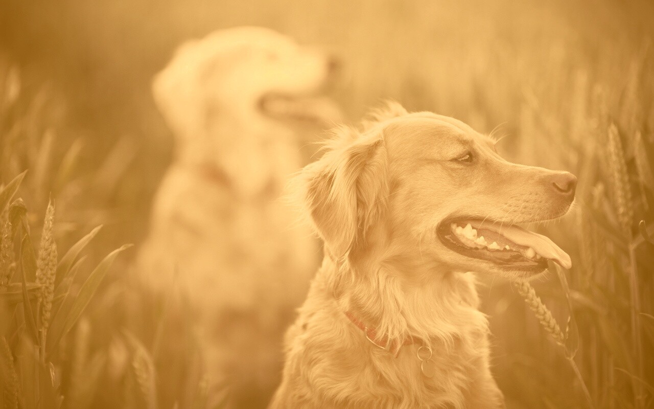 Собаки обои