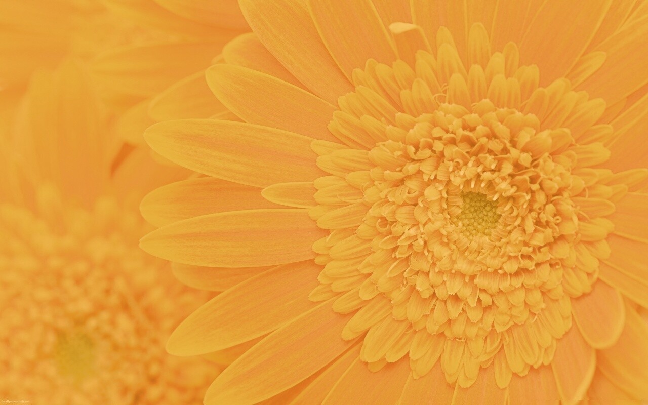 Большой оранжевый гербер обои