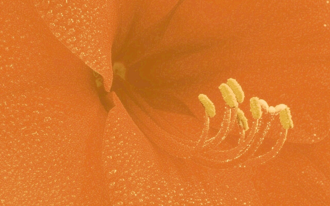 Красная манящая лилия обои